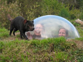 Tasmanian Devil Conservation Park Image