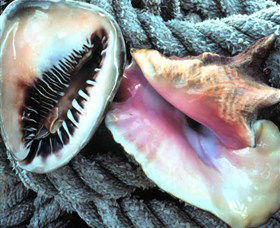 Port Stephens Shell Museum Image