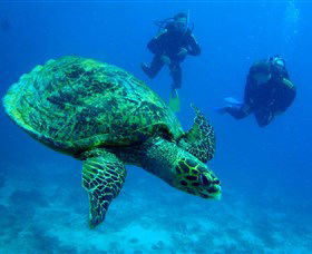 Whitsunday Diving Academy Image