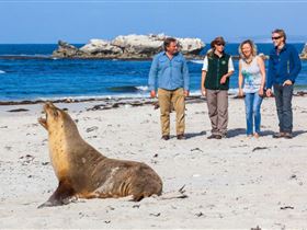 Seal Bay Conservation Park Image