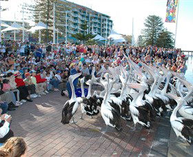 Pelican Feeding Image