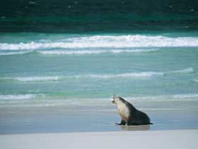 Flinders Chase National Park Image