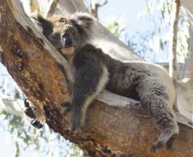 Yanchep National Park Image