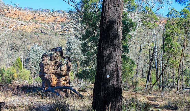 Eualdrie walking track Image