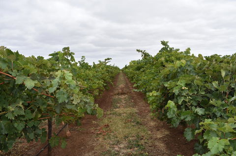 A Coonawarra Experience - Accommodation Airlie Beach 25
