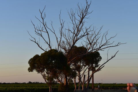 A Coonawarra Experience - Accommodation Airlie Beach 24