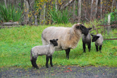 Back Valley Farmstay Bed And Breakfast - Holiday Melbourne 13