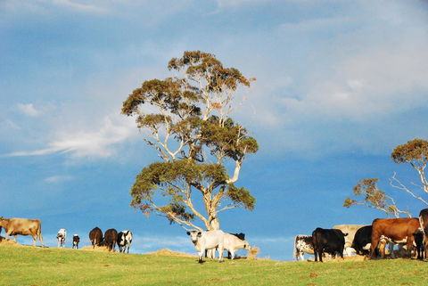 Back Valley Farmstay Bed And Breakfast - Holiday Melbourne 18