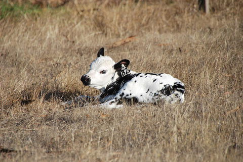 Back Valley Farmstay Bed And Breakfast - Holiday Melbourne 12