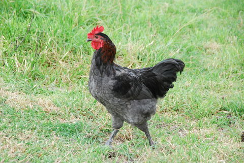 Back Valley Farmstay Bed And Breakfast - Holiday Melbourne 17