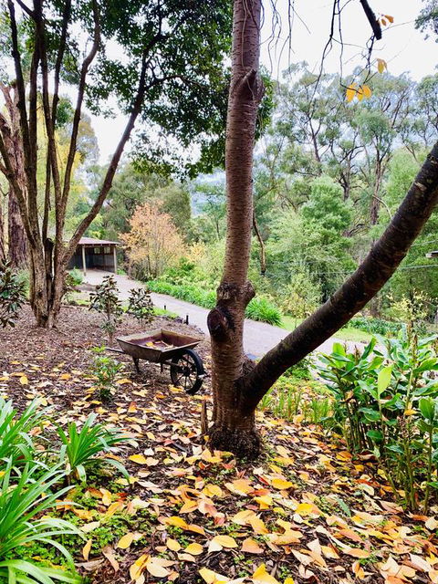 Emerald Star Cottages - Accommodation Australia 3