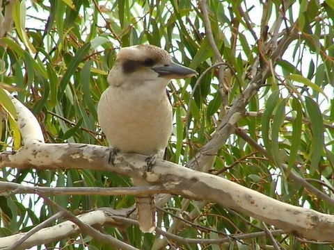 Kookaburra Nest - Byron Bay Accommodation 0