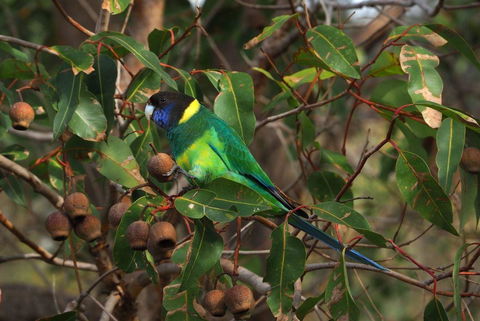 Banksia Tourist Park - Tourism Listing 15