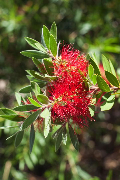 Banksia Tourist Park - Tourism Listing 26