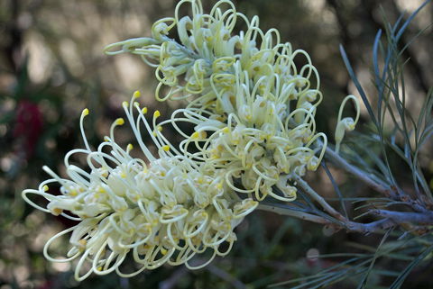 Banksia Tourist Park - Tourism Listing 9