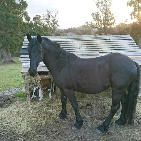 Glengarry Farm Stay BnB - Caravan Park Accommodation 12