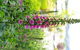 Orana House - thumb 16