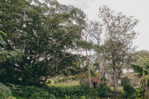 The Eumundi Dairy - Byron Bay Accommodation 1
