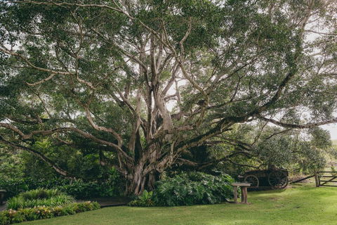 The Eumundi Dairy - Byron Bay Accommodation 2