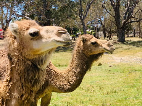 The Funny Farm - Animals / Churchhouse / Amazing Experience - Holiday Melbourne 1
