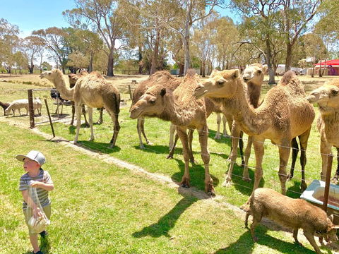 The Funny Farm - Animals / Churchhouse / Amazing Experience - Holiday Melbourne 0