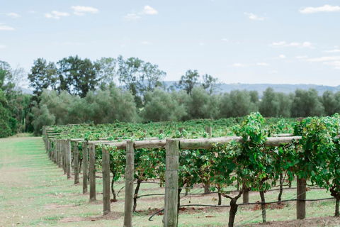 Tranquil Vale Vineyard - Holiday Sydney 2