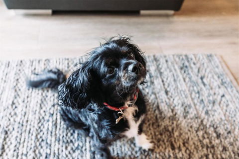 Galoola Hidden Gem, 2 97 Galoola Drive, Pet Friendly, Rooftop Outdoor Area With Spectacular Views, Wi-Fi And Air Conditioning - Holiday Sydney 2