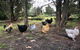 Garden-nestled Granny Flat Between Winery And Town - thumb 3
