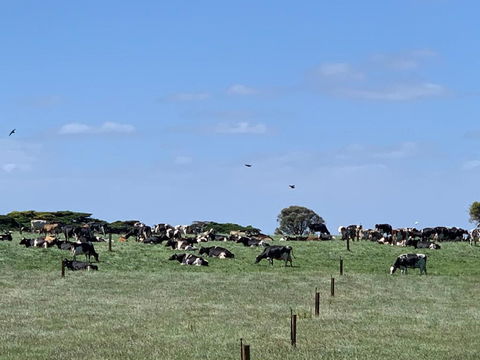 Georgia - Holiday Sydney 1