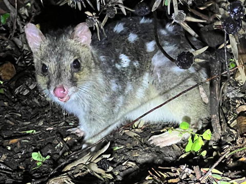 Montrose Holiday Cottage - Accommodation Australia 2
