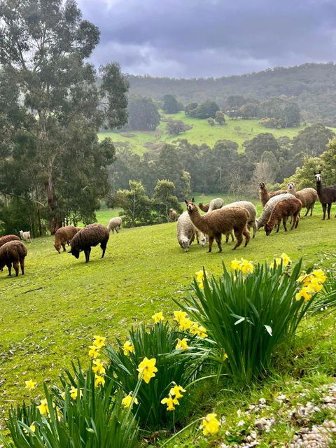 Pennyroyal Otways Retreat - Victoria Tourism 0