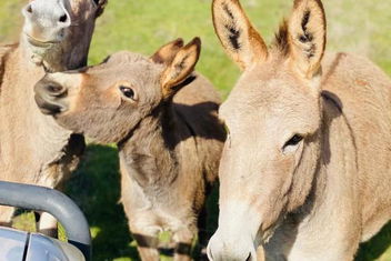 Sandalwood Downs Fabulous Farm Stay TOODYAY with Accommodation WA