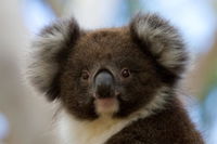 Book Cape Otway Accommodation Vacations Holiday Melbourne Holiday Melbourne