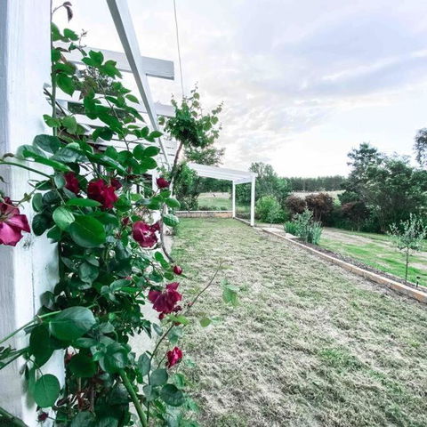The Pine Tree Cottage - Charming Cottage Close To Canberra - Casino Accommodation 3