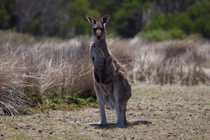 Great Ocean Road Tour With Lunch - thumb 1