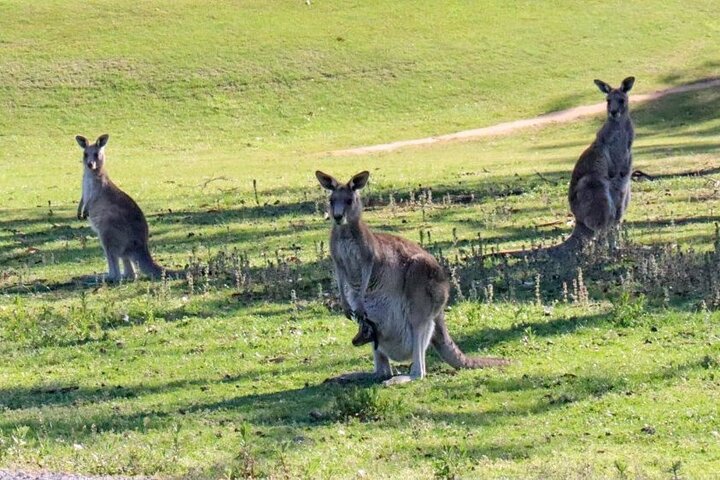 Great Ocean Road Tour With Lunch - thumb 2