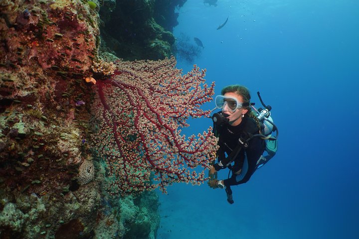 Silversonic Outer Great Barrier Reef Dive And Snorkel Cruise From Port Douglas - thumb 0