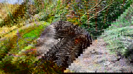 Cradle Mountain National Park Day Tour from Launceston