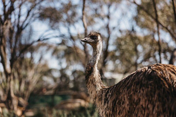 Wave Rock, York, Wildflowers, And Aboriginal Cultural Day Tour From Perth - thumb 4