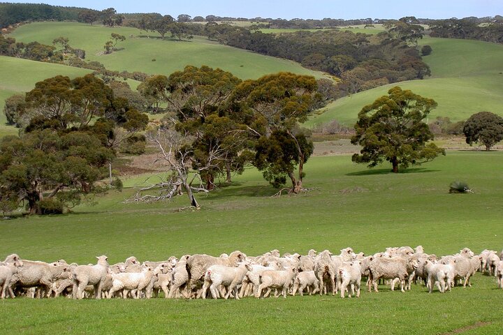 Kangaroo Island Luxury Small Group 'Island Life' Full Day Tour - thumb 1