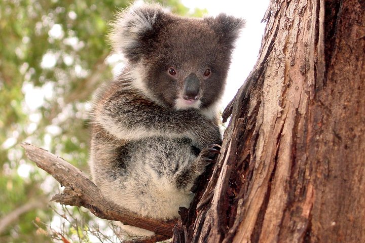 Kangaroo Island Luxury Small Group 'Island Life' Full Day Tour - thumb 4