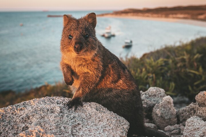 Rottnest Island Roundtrip Fast Ferry From Hillarys Boat Harbour - thumb 5