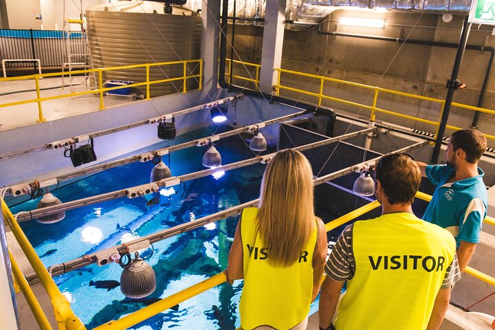 Cairns Aquarium Marine Life Encounter Ticket With 2-Course Lunch - thumb 5