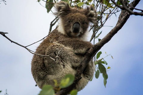 Phillip Island And French Island Wildlife Expedition - Casino Accommodation 3