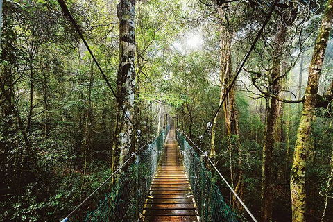 O'Reilly's & Lamington National Park From Gold Coast - Accommodation Ballina 0