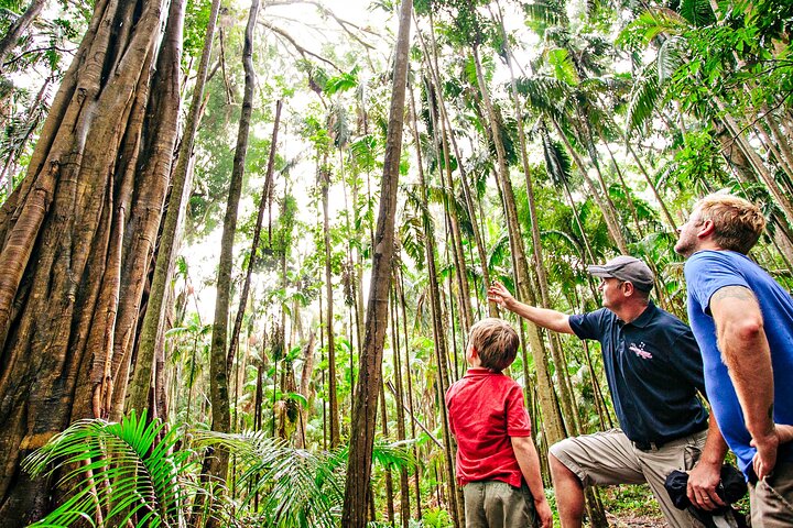 Natural Bridge & Springbrook Waterfalls Tour + Hot Air Balloon With Breakfast - thumb 5