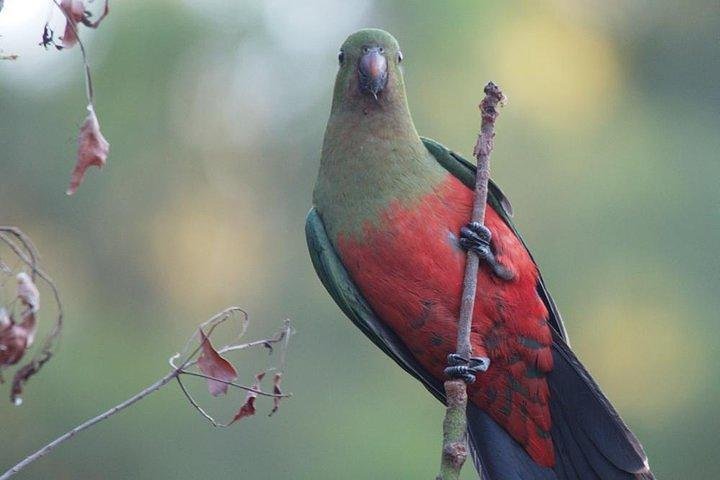 Inside The Greater Blue Mountains World Heritage - A Wildlife Safari Overnight - thumb 0