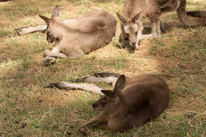 Bonorong Wildlife Park And Richmond Afternoon Tour From Hobart - thumb 3