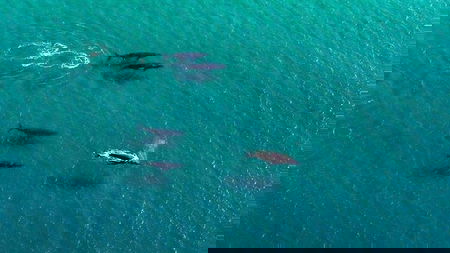 40-45 Minute Port Stephens and Stockton Beach Helicopter Flight - For 2