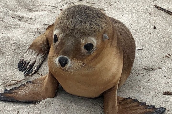 Kangaroo Island Scenic Trail Tour - thumb 0
